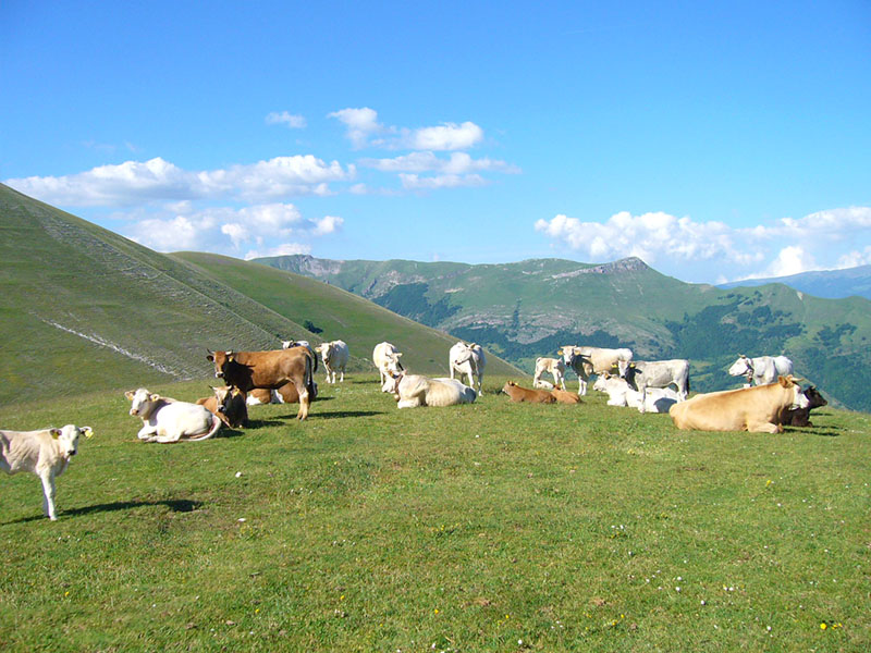 Azienda Agricola Lu Ceppe